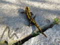 Salamander_1.JPG